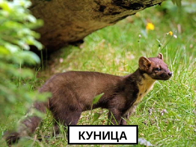 КУНИЦА 