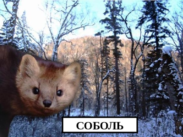 СОБОЛЬ 