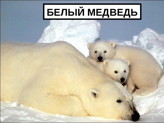 БЕЛЫЙ МЕДВЕДЬ 