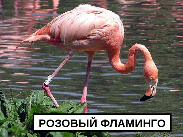 РОЗОВЫЙ ФЛАМИНГО 