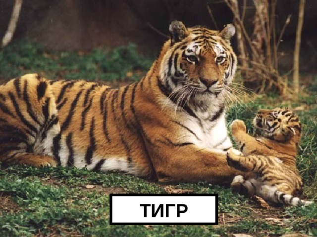 ТИГР 