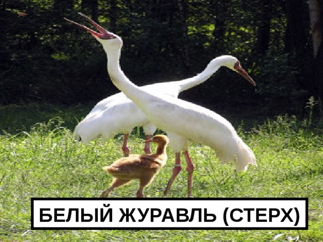 БЕЛЫЙ ЖУРАВЛЬ (СТЕРХ) 