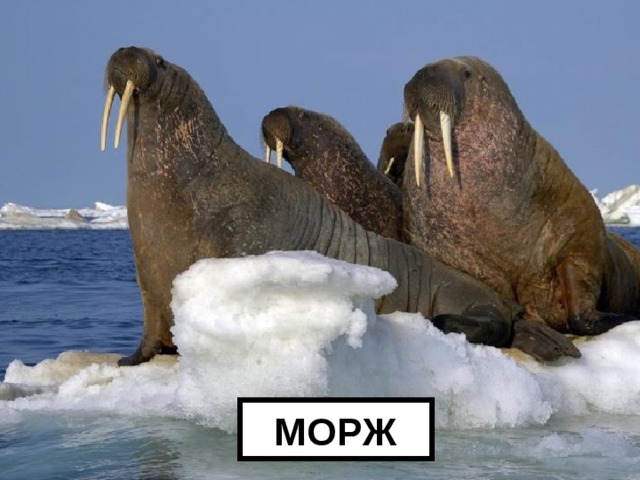 МОРЖ 