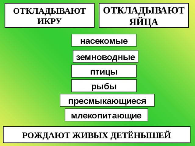 ОТКЛАДЫВАЮТ ИКРУ ОТКЛАДЫВАЮТ ЯЙЦА насекомые земноводные птицы рыбы пресмыкающиеся млекопитающие РОЖДАЮТ ЖИВЫХ ДЕТЁНЫШЕЙ 