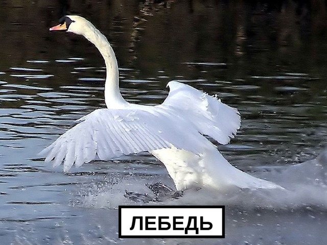 ЛЕБЕДЬ 