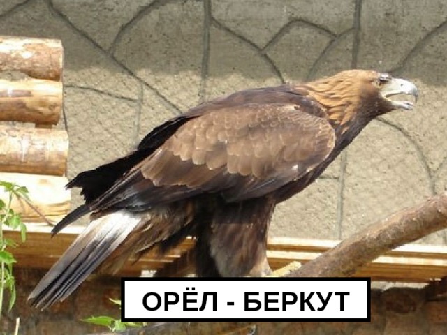 ОРЁЛ - БЕРКУТ 