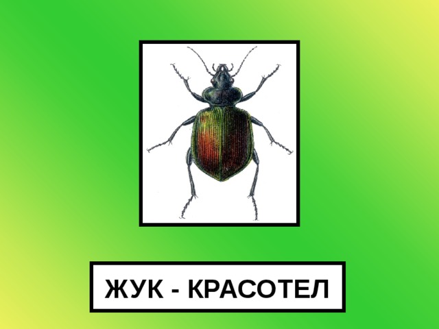 ЖУК - КРАСОТЕЛ 