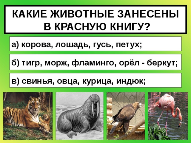 КАКИЕ ЖИВОТНЫЕ ЗАНЕСЕНЫ  В КРАСНУЮ КНИГУ? а) корова, лошадь, гусь, петух; б) тигр, морж, фламинго, орёл - беркут; в) свинья, овца, курица, индюк; 