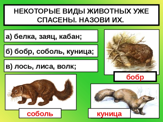 НЕКОТОРЫЕ ВИДЫ ЖИВОТНЫХ УЖЕ СПАСЕНЫ. НАЗОВИ ИХ.  а) белка, заяц, кабан; б) бобр, соболь, куница; в) лось, лиса, волк; бобр соболь куница 