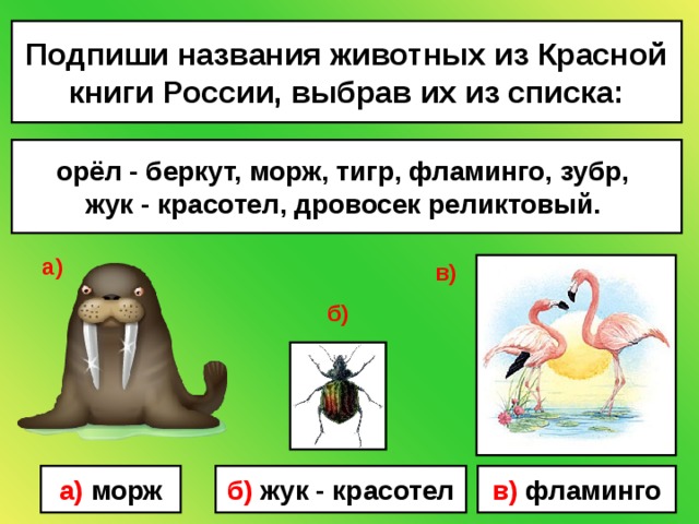 Подпиши названия животных из Красной книги России, выбрав их из списка: орёл - беркут, морж, тигр, фламинго, зубр,  жук - красотел, дровосек реликтовый.  а) в) б) а) морж б) жук - красотел в) фламинго 