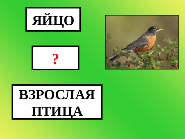 ЯЙЦО ? ВЗРОСЛАЯ ПТИЦА ПТЕНЕЦ 