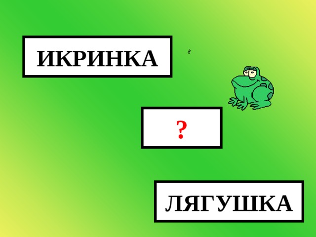 ИКРИНКА ? ЛЯГУШКА ГОЛОВАСТИК 