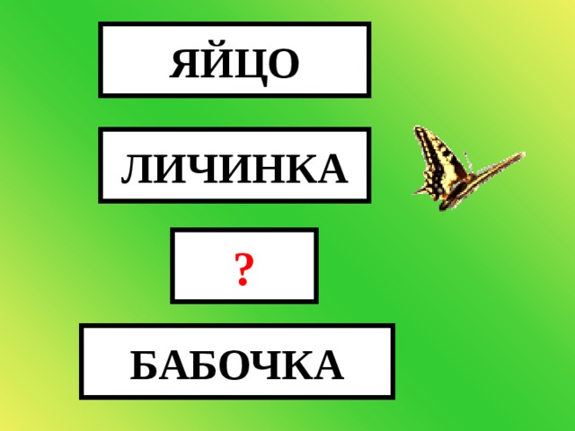 ЯЙЦО ЛИЧИНКА ? БАБОЧКА КУКОЛКА 