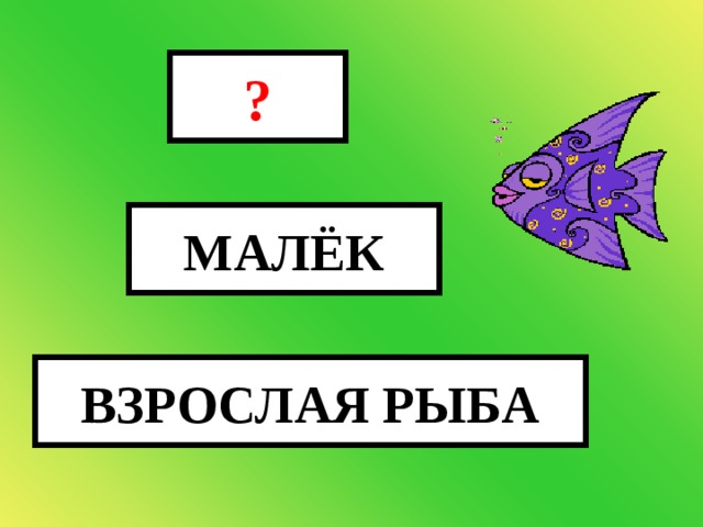 ИКРА ? МАЛЁК ВЗРОСЛАЯ РЫБА 