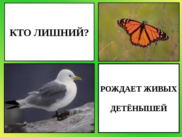 КТО ЛИШНИЙ? РОЖДАЕТ ЖИВЫХ  ДЕТЁНЫШЕЙ 
