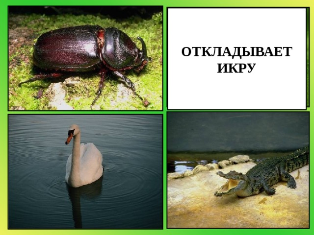 ОТКЛАДЫВАЕТ ИКРУ 
