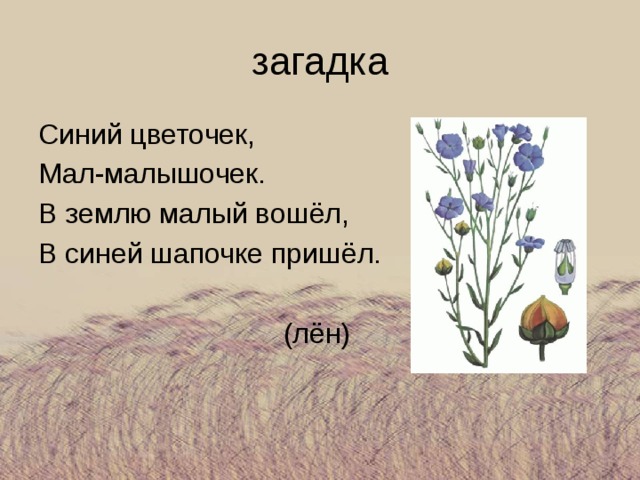 загадка Синий цветочек, Мал-малышочек. В землю малый вошёл, В синей шапочке пришёл.  (лён) 