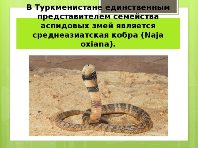 В Туркменистане единственным представителем семейства аспидовых змей является среднеазиатская кобра (Naja oxiana). 