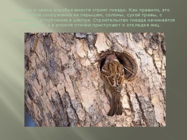 Самец и самка воробья вместе строят гнездо. Как правило, это грубое сооружение из перышек, соломы, сухой травы, с маленьким углубление в центре. Строительство гнезда начинается в марте, а в апреле птички приступают к откладке яиц. 