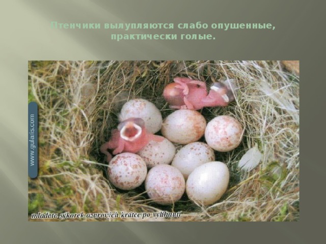 Птенчики вылупляются слабо опушенные, практически голые. 