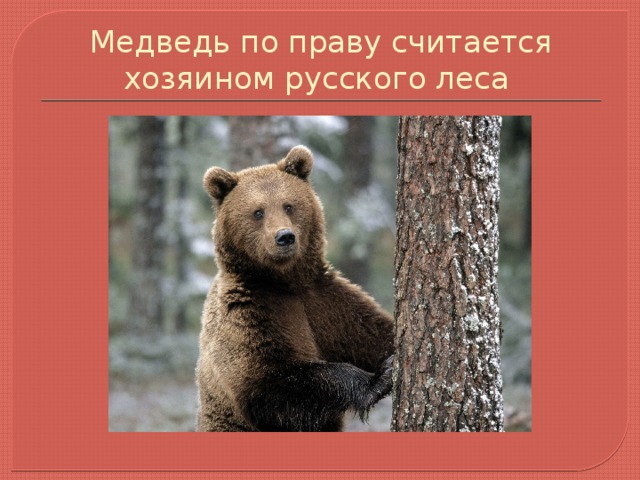 Медведь по праву считается хозяином русского леса  