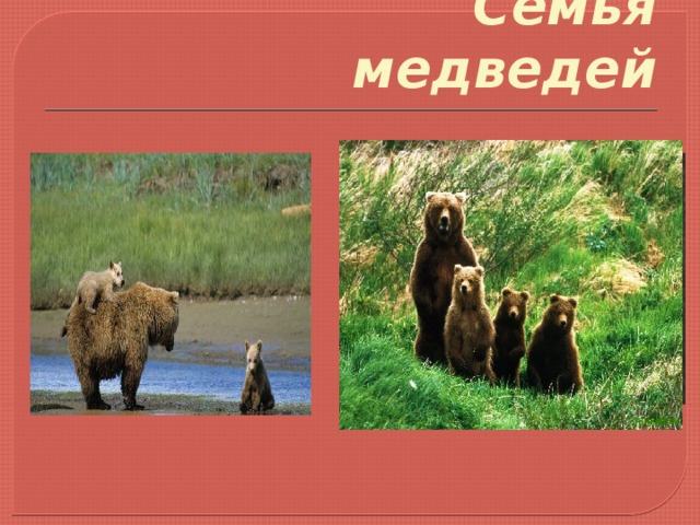  Семья медведей  