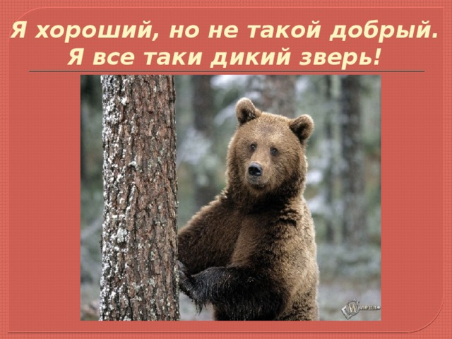 Я хороший, но не такой добрый. Я все таки дикий зверь! 