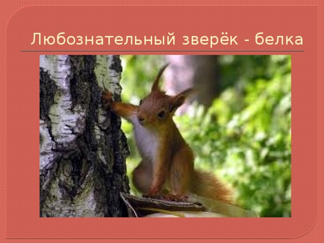 Любознательный зверёк - белка 