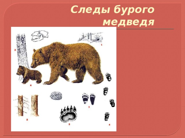  Следы бурого медведя 