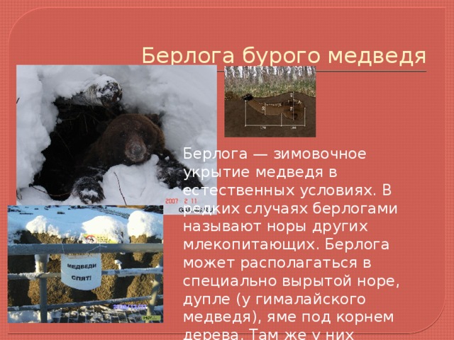   Берлога бурого медведя Берлога — зимовочное укрытие медведя в естественных условиях. В редких случаях берлогами называют норы других млекопитающих. Берлога может располагаться в специально вырытой норе, дупле (у гималайского медведя), яме под корнем дерева. Там же у них рождается потомство. 