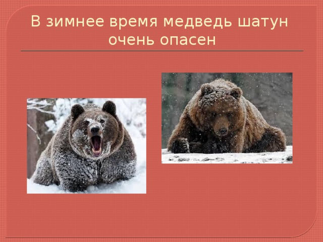 В зимнее время медведь шатун  очень опасен 