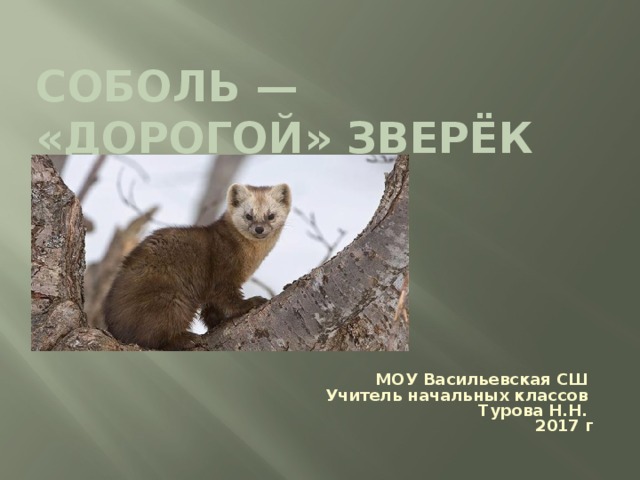 Соболь — «дорогой» зверёк МОУ Васильевская СШ Учитель начальных классов Турова Н.Н. 2017 г 