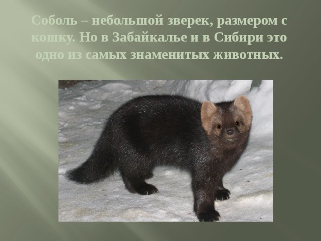 Соболь – небольшой зверек, размером с кошку. Но в Забайкалье и в Сибири это одно из самых знаменитых животных. 