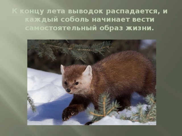 К концу лета выводок распадается, и каждый соболь начинает вести самостоятельный образ жизни. 