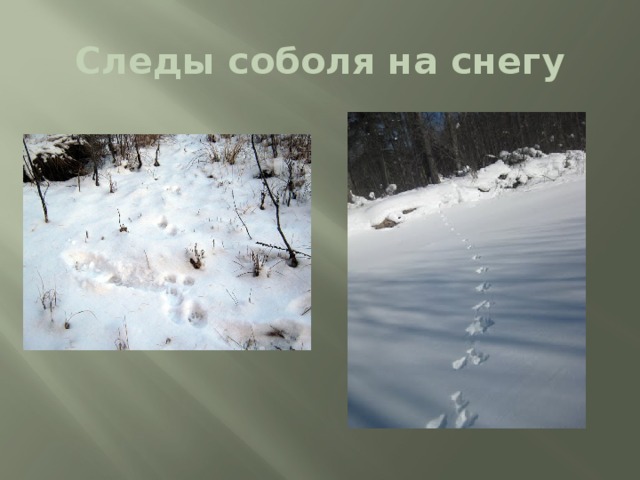Следы соболя на снегу 