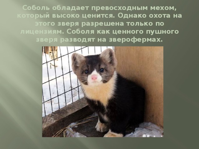 Соболь обладает превосходным мехом, который высоко ценится. Однако охота на этого зверя разрешена только по лицензиям. Соболя как ценного пушного зверя разводят на зверофермах. 