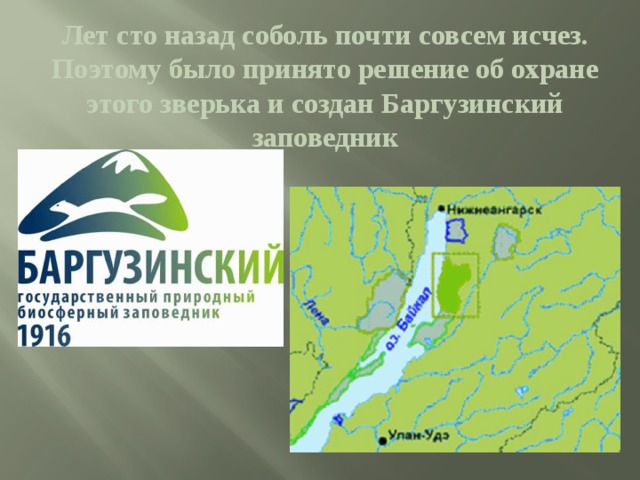 Лет сто назад соболь почти совсем исчез. Поэтому было принято решение об охране этого зверька и создан Баргузинский заповедник 