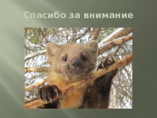 Спасибо за внимание 