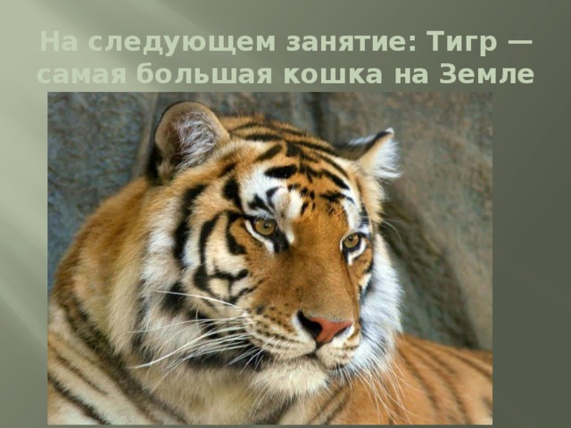 На следующем занятие: Тигр — самая большая кош­ка на Земле 