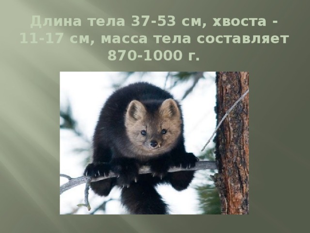 Длина тела 37-53 см, хвоста - 11-17 см, масса тела составляет 870-1000 г. 