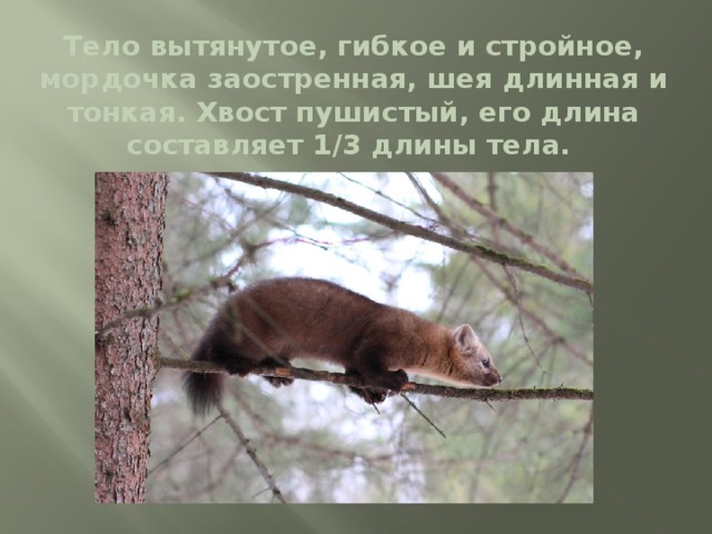 Тело вытянутое, гибкое и стройное, мордочка заостренная, шея длинная и тонкая. Хвост пушистый, его длина составляет 1/3 длины тела. 