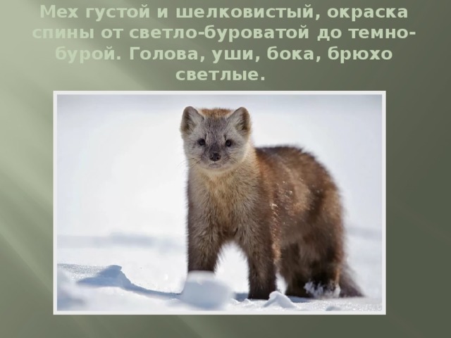 Мех густой и шелковистый, окраска спины от светло-буроватой до темно-бурой. Голова, уши, бока, брюхо светлые.   