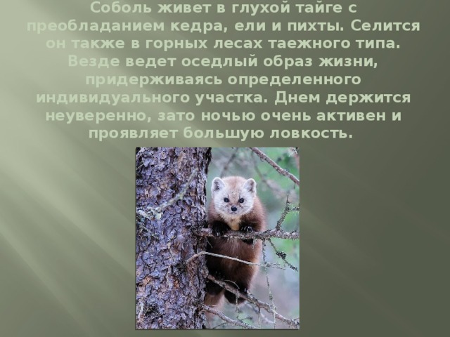 Соболь живет в глухой тайге с преобладанием кедра, ели и пихты. Селится он также в горных лесах таежного типа. Везде ведет оседлый образ жизни, придерживаясь определенного индивидуального участка. Днем держится неуверенно, зато ночью очень активен и проявляет большую ловкость.   