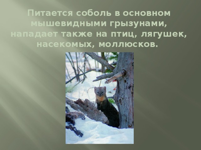 Питается соболь в основном мышевидными грызунами, нападает также на птиц, лягушек, насекомых, моллюсков. 