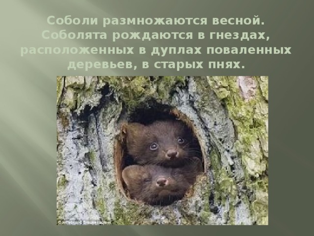 Соболи размножаются весной. Соболята рождаются в гнездах, расположенных в дуплах поваленных деревьев, в старых пнях. 