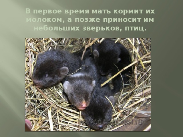 В первое время мать кормит их молоком, а позже приносит им небольших зверьков, птиц. 