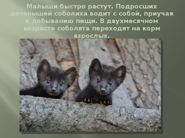 Малыши быстро растут. Подросших детенышей соболиха водит с собой, приучая к добыванию пищи. В двухмесячном возрасте соболята переходят на корм взрослых. 