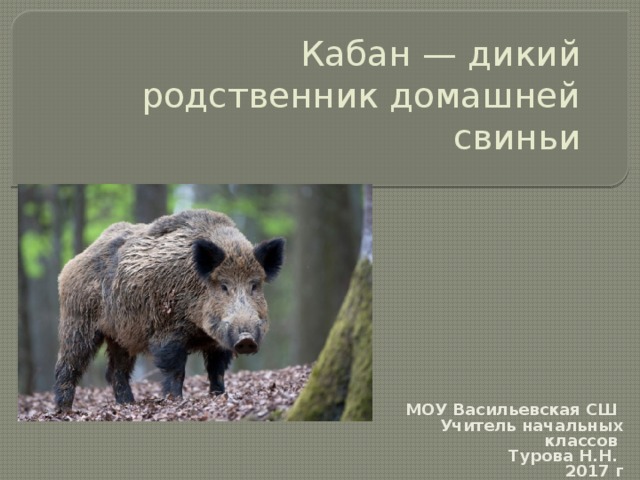 Кабан — дикий родственник домашней свиньи МОУ Васильевская СШ Учитель начальных классов Турова Н.Н. 2017 г 