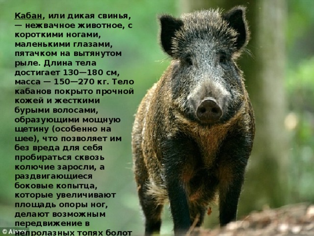Кабан , или дикая свинья,— нежвачное животное, с короткими ногами, маленькими глазами, пятачком на вытянутом рыле. Длина тела достигает 130—180 см, масса — 150—270 кг. Тело кабанов покрыто прочной кожей и жесткими бурыми волосами, образующими мощную щетину (особенно на шее), что позволяет им без вреда для себя пробираться сквозь колючие заросли, а раздвигающиеся боковые копытца, которые увеличивают площадь опоры ног, делают возможным передвижение в непролазных топях болот и по неглубокому снегу. 