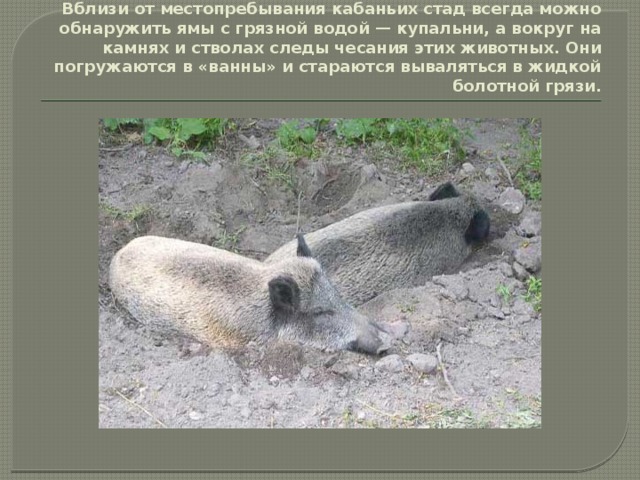 Вблизи от местопребывания кабаньих стад всегда можно обнаружить ямы с грязной водой — купальни, а вокруг на камнях и стволах следы чесания этих животных. Они погружаются в «ванны» и стараются вываляться в жидкой болотной грязи. 
